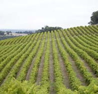 Willow Bridge Estate - Accommodation Coffs Harbour