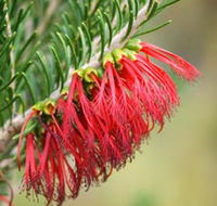 Ethel Daw Scenic Drive - Accommodation Coffs Harbour