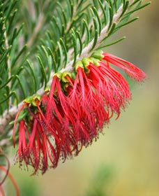 Ethel Daw Scenic Drive - Accommodation Coffs Harbour 0