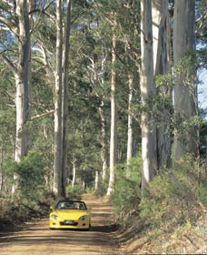 Scotsdale Tourist Drive - Accommodation Coffs Harbour 0