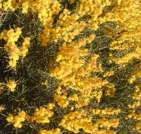 Dalwallinu Remnant Bushland - Accommodation Coffs Harbour