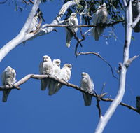 Carawine Gorge - Accommodation Coffs Harbour