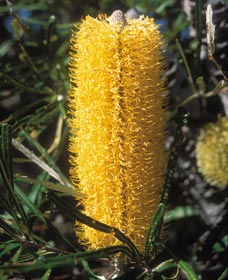 Moore River National Park - Accommodation Coffs Harbour 0