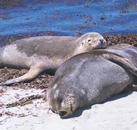 Carnac Island - Accommodation Coffs Harbour