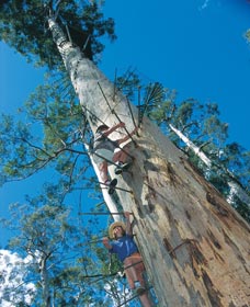 Dave Evans Bicentennial Tree - Accommodation Coffs Harbour 0