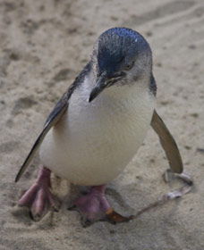 Penguin Island Boardwalks And Walk Trail - Accommodation Coffs Harbour 0