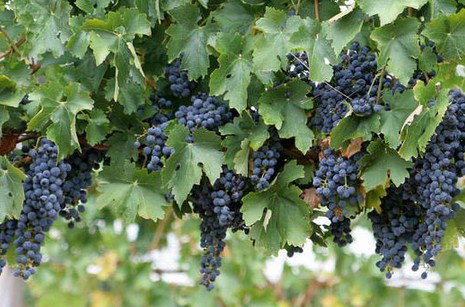 Capel River WA Accommodation Coffs Harbour