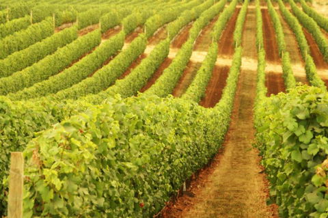 Xanadu Wines - Accommodation Coffs Harbour 0