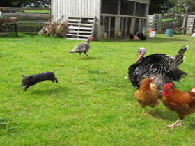 Echo Farm - Accommodation Coffs Harbour 0