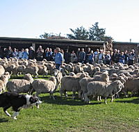 Curringa Farm - Accommodation and Farm Tours - Accommodation Coffs Harbour
