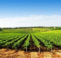 Aldinga Bay Winery - Accommodation Coffs Harbour