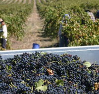 Rolf Binder Wines - Accommodation Coffs Harbour