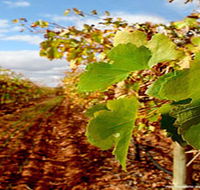 Mirabella Vineyards - Accommodation Coffs Harbour