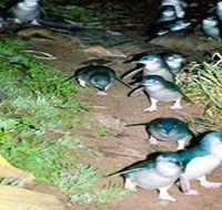 Penneshaw Penguin Centre - Accommodation Coffs Harbour