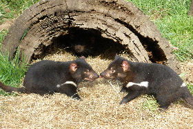 Wing's Wildlife Park - Accommodation Coffs Harbour 0