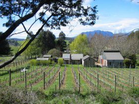 Wilmot Hills Vineyard - Accommodation Coffs Harbour 0