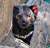 Trowunna Wildlife Sanctuary - Accommodation Coffs Harbour