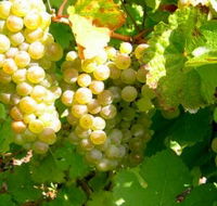 Winstead Vineyard - Accommodation Coffs Harbour