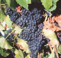 Darlington Vineyard - Accommodation Coffs Harbour