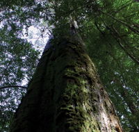 Styx Big Tree Reserve - Accommodation Coffs Harbour