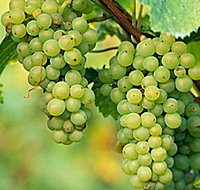 TP Vineyards - Accommodation Coffs Harbour