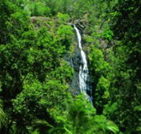 Kondalilla National Park - Accommodation Coffs Harbour