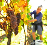 Native Point Wines - Accommodation Coffs Harbour