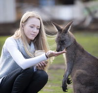 Bonorong Wildlife Sanctuary - Accommodation Coffs Harbour