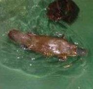 Platypus House - Accommodation Coffs Harbour