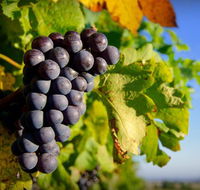 Panorama Vineyard - Accommodation Coffs Harbour