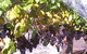 Palmara Vineyard - thumb 0