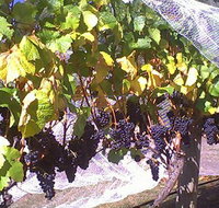 Palmara Vineyard - Accommodation Coffs Harbour