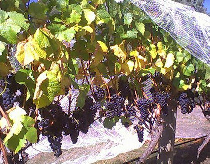 Palmara Vineyard - Accommodation Coffs Harbour 0