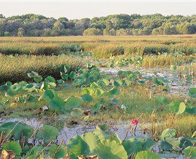 Fogg Dam Conservation Reserve - Accommodation Coffs Harbour 0