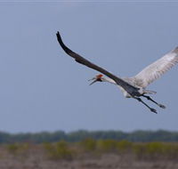 Gayngaru Wetlands Interpretive Walk - Accommodation Coffs Harbour