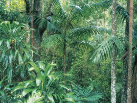 Westside Track, Maiala - Accommodation Coffs Harbour 0