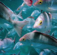 The Scottish Prince Dive Site - Accommodation Coffs Harbour