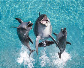 Sea World - Accommodation Coffs Harbour 0