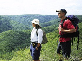 Sunshine Coast Hinterland Great! Walk - Accommodation Coffs Harbour 0