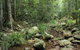 Amamoor State Forest - thumb 0