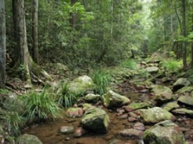 Amamoor State Forest - Accommodation Coffs Harbour 0