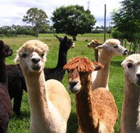 Banyandah Alpacas - Accommodation Coffs Harbour