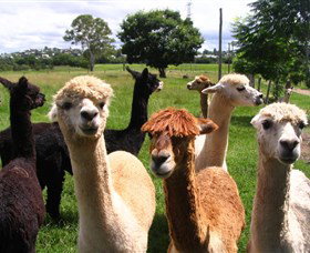 Banyandah Alpacas - Accommodation Coffs Harbour 0