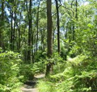 Mapleton Falls National Park - Accommodation Coffs Harbour