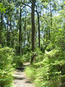 Mapleton Falls National Park - Accommodation Coffs Harbour 0