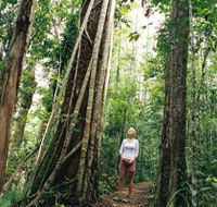Wet Tropics - Accommodation Coffs Harbour