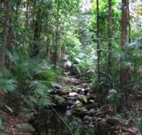 Mossman Gorge Rainforest Circuit Track Daintree National Park - Accommodation Coffs Harbour