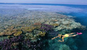 Split Bommie Dive Site - Accommodation Coffs Harbour 0