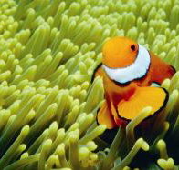 Cobia Hole Dive Site