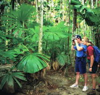 Mount Sorrow Ridge Trail Daintree National Park - Accommodation Coffs Harbour